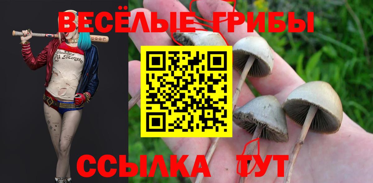 Псилоцибиновые грибы мицелий  Вход с VPN  Псилоцибиновые грибы мицелий  Шарыпово 